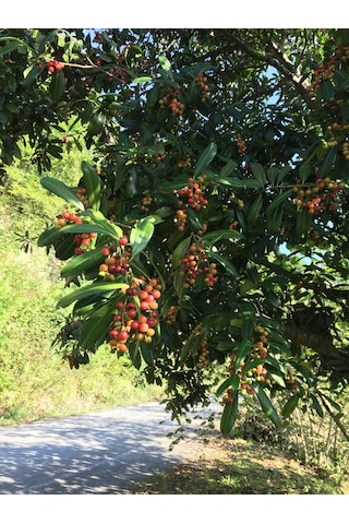 Güz Karayemişi , Özel Ürün 80 120 Cm Tüplüdür