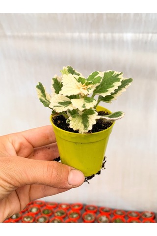 Videolu Sarkıcı Sukulent Beyaz Alacalı 10-20 Cm Saksılı Çiçekli Bodur Variegata Plectranthus