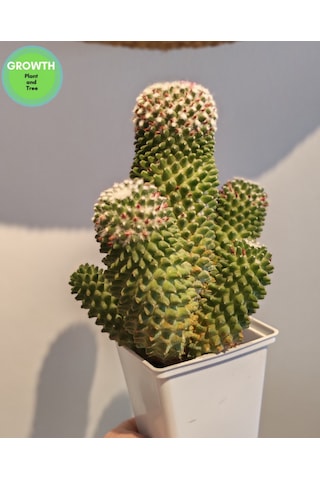Mammillaria Bucareliensis Kaktüs 1 Adet