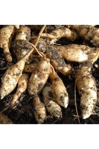 Red Kenora Mackob B Dahlia Yıldız Çiçeği Yumrusu 1 Adet