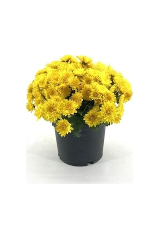 Koyu Sarı Kasımpatı Krizantem Chrysanthemum 10-20 Cm