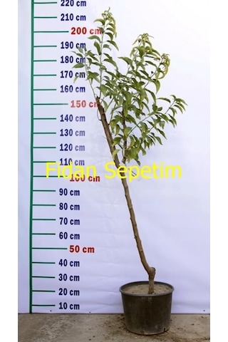 5 Yaş Aşılı Texas Badem Fidanı