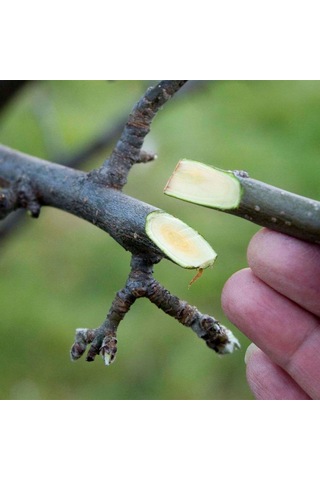 Aşı Ve Budama Macunu 100 Gr Pro Jell Sıvı Aşı Macunu Aşılama