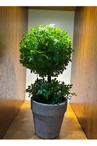Geometrik Estetik: İkili Küre Formlu Canlı Yeşil Dekoratif Bitki 24 Cm X 10 Cm Yeşil