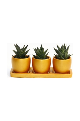 Trio Orange Sukulent Seti - Haworthia Limifolia