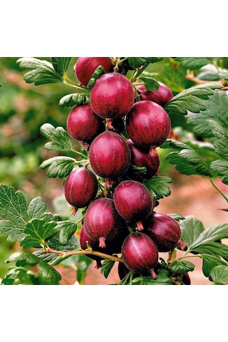 Tüplü Hinnonmaki Red Kırmızı Bektaşi Üzüm Fidanı Soğuklara Dayanıklı