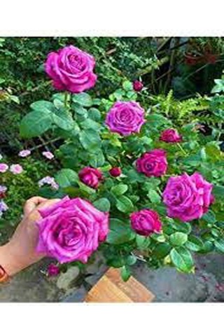 Videolu Yediveren Yoğun Kokulu 30 50 Cm 2 Adet Aşılı Gül Rose