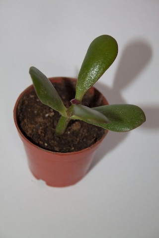 Şans Ve Para Çiçeği Crassula Ovata Tekli 5.5 Cm Küçük Saksıda