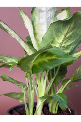 Difenbahya Dieffenbachia 'camille' 40 Cm Alacalı Yapraklı Form