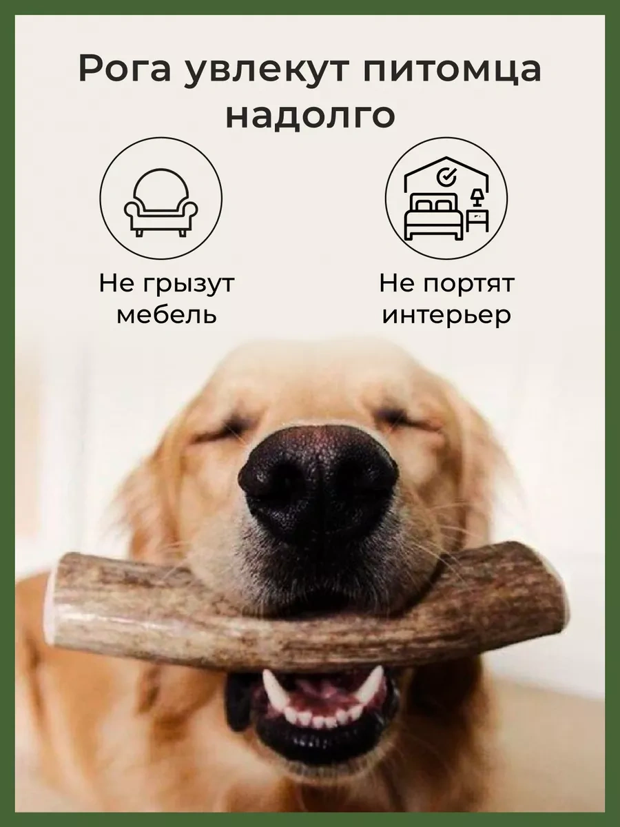 Howl Kuzey Ren Geyiği Boynuzları M 200g 142544447