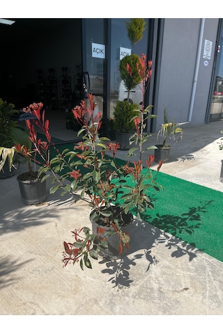Alev Çalısı - Photinia Fraseri 'red Robin' Alev Çalısı - Photinia Fraseri 'red Robin'