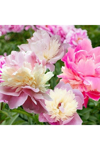 Kokulu Peonies Festiva Karışık Şakayık Çiçeği Yumrusu 3 Adet
