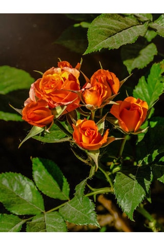 Videolu Yediveren Narçiçeği Renginde Kokulu 30 60 Cm 1 Adet Saksılı Aşılı Gül Salmon Pink Rose