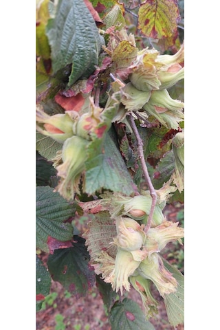 Fındık Fidanı 10 Adet