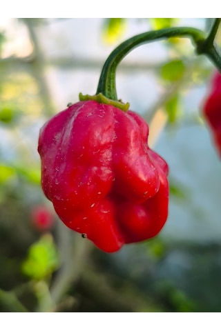 Dragons Breath Pepper / 2.5 Milyon Scoville - Gerçek Taze Acı Biber