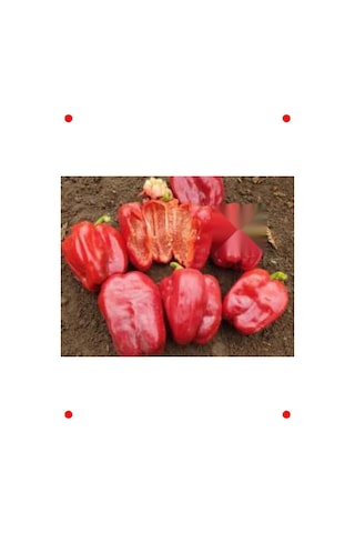 Antep Dolmalık Biber Tohumu - 10 Gram Antep Dolmalık Biber Tohumu - 10 Gram