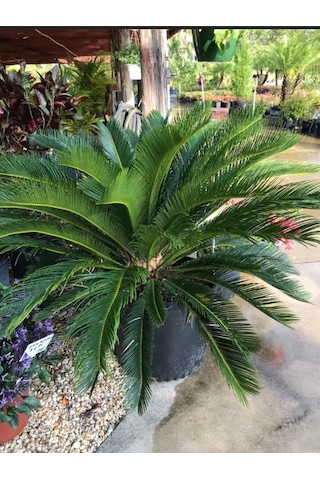 Formlu Cycas Revoluta - Sikas Japon Sago Palmiyesi 80-100cm Canlı İç Dış Mekan Bitkisi