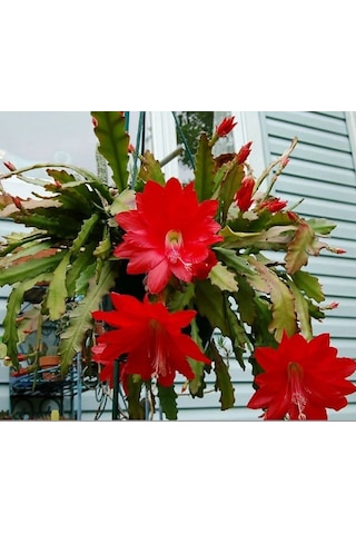 Epiphyllum Selenicereus Anthonyanus Atlas Çiçeği Fidanı 9 Luk Saksıda