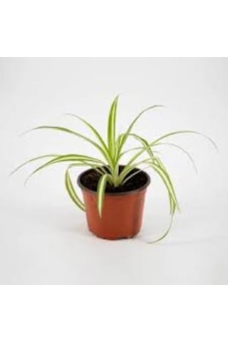 Küçük Boy Kurdele Çiçeği Chlorophytum Comosum Variegatum 10-20 Cm