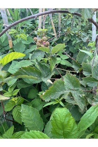 Triple Crown Dikensiz Böğürtlen Fidanı Yaş 2 Boy 150-200cm