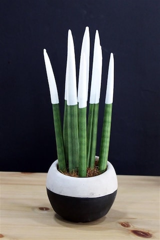 Dekoratif Renkli Paşa Kılıcı Sansevieria Cylindrical