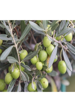 Gemlik Trilye Zeytin Fidanı 2 Yaş
