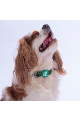 Çam Yeşili Köpek Boyun Tasması Ayarlanabilir Köpek Tasması M Yeşil