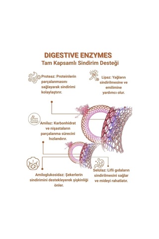 Wellvalens Digestive Enzymes İkili Paket 60 Tablet 5 Li Enzim Kompleksi, Sindirim Desteği