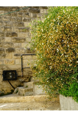 Abelya Çiçeği Fidanı Abelia Ssp. 1+2 Yaş Tüplü Bahçe Ve Çit Bitkisi
