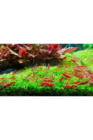Kiraz Karides ( Neocardina Davidii ) 2 Adet