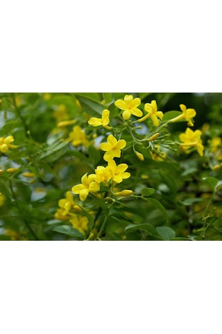 Sarı Yasemin Fidanı (jasminum Humile) 30 cm