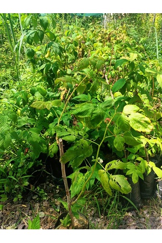 Yeşil Deniz Fidancılık Tüplü Ahududu Frambuaz Fidanı 50-100 Cm