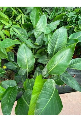 Starliçe Cennet Kuşu Strelitzia Nicolai 30-60 Cm