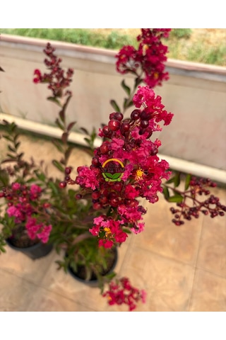 5 Adet Kırmızı Renk Oya Ağacı Fidanı Paketi 'lagerstroemia İndica'