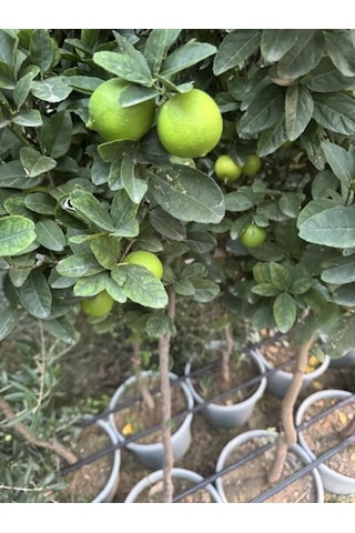 Saksıda ,meyve Veren ,aşılı Meksika Lime Limon Fidanı Boy 150-180cm