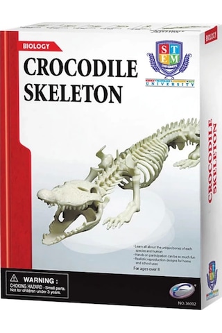 Timsah İskeleti Bilim Seti