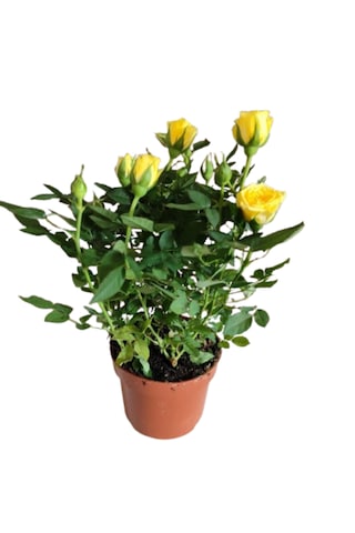 5 Adet Saksıda Bodur Gül Çiçeği Karışık Renk