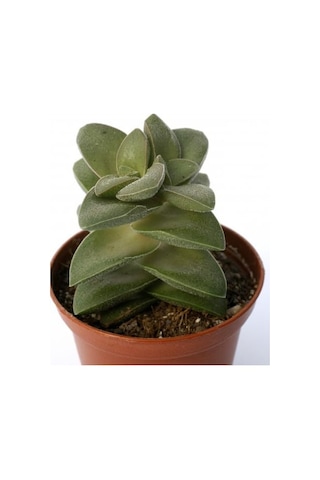 Crassula Springtime - 5 Adet Sukulent - Teraryum Bitkisi
