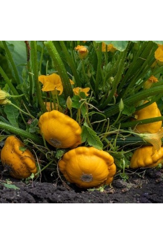 Sarı İstiridye Kabak Tohumu