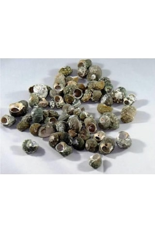 %100 NATUREL DOĞAL GERÇEK DENİZ KABUĞU 500 Gram -MMM4760