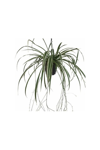 Chlorophytum - Askılı Kurdela Çiçeği