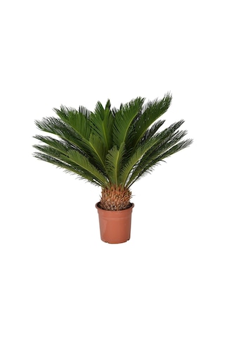 Ithal Nadir Cycas Sikas Revoluta Tohum Süs Ağacı Tohumu 9 Dev Tohum