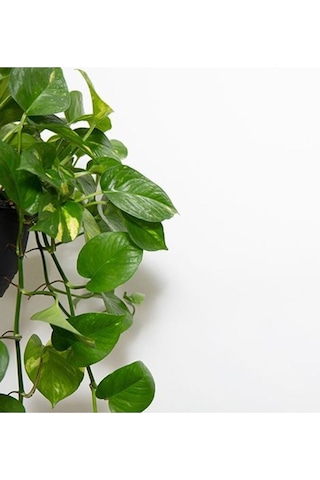 Videolu Pothos Salon Sarmaşığı 1 Adet Saksılı 20-40cm Iç Mekan Ev Salon Bitkisi Epipremnum Aureum