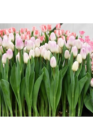 Ghost Lale Soğanı 4 Soğan Koleksiyonluk Çeşit