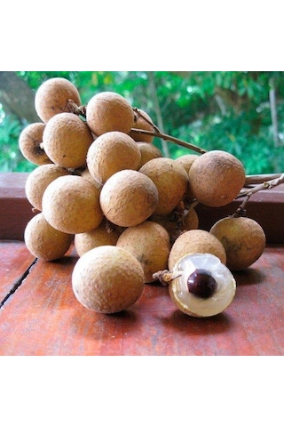 2 Yaş Longan Fidesi Ejder Gözü