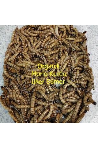 Morio Kurdu Yem 100 Adet