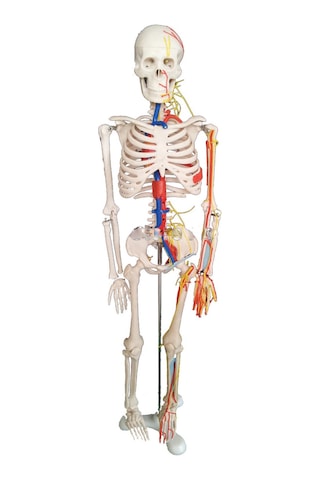 Damarları Sinirleri Gösterir İnsan İskeleti Modeli 85Cm