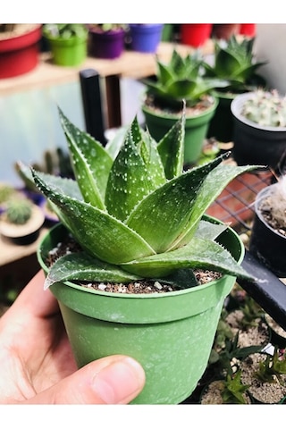 Aloe Cosmo Özel Tür Aloe