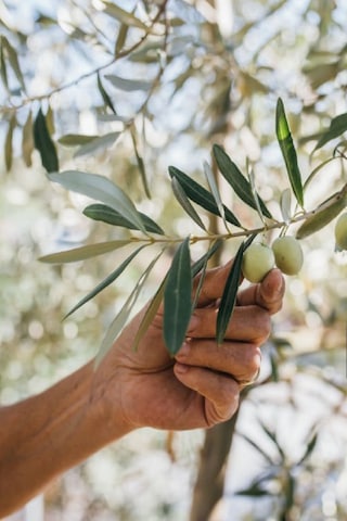 Sofralık Gemlik Zeytin Fidanı 1 Metre Boy 3 Yaş