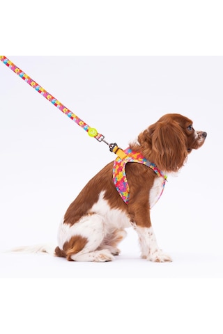 Monsters Leash Kedi Köpek Sevk & Gezdirme Kayışı Köpek Uzatma Tasması-1,5cm Çok Renkli